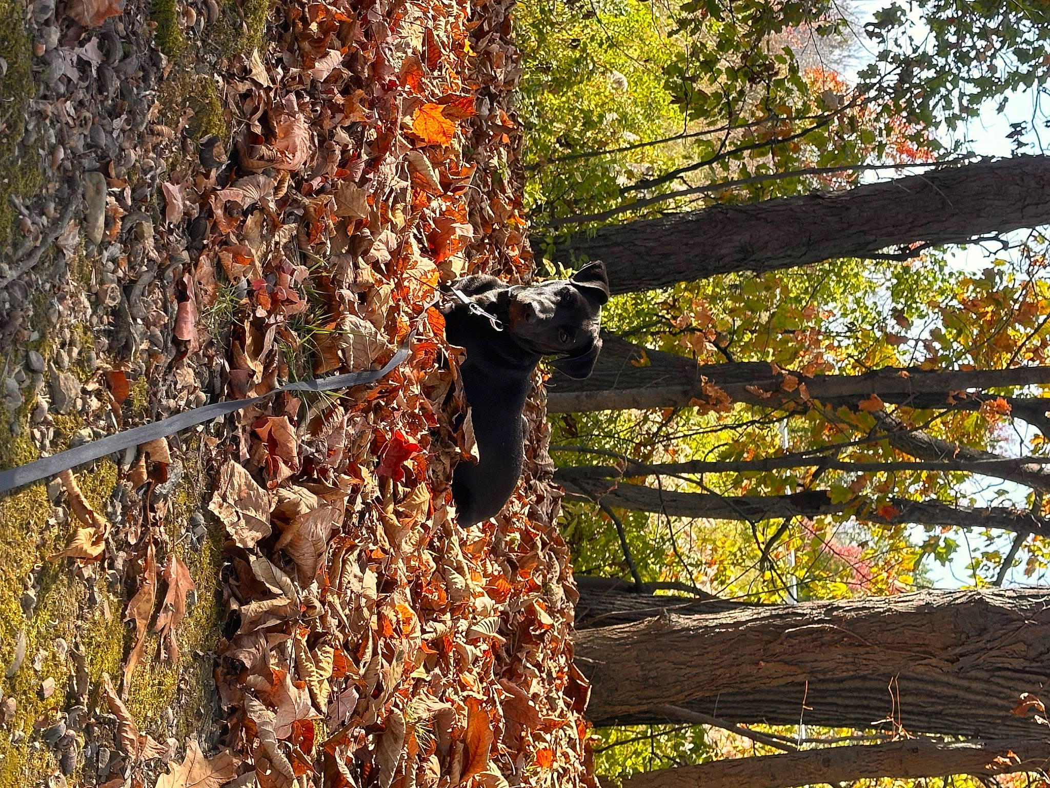 Finley joined the competition — help win amazing prizes! carnivore, deciduous, forest, grass, jungle, natural_environment, natural_landscape, northern_hardwood_forest, people_in_nature, plant, plant_stem, shadow, soil, temperate_broadleaf_and_mixed_forest, tints_and_shades, tree, trunk, twig, wood, woodland