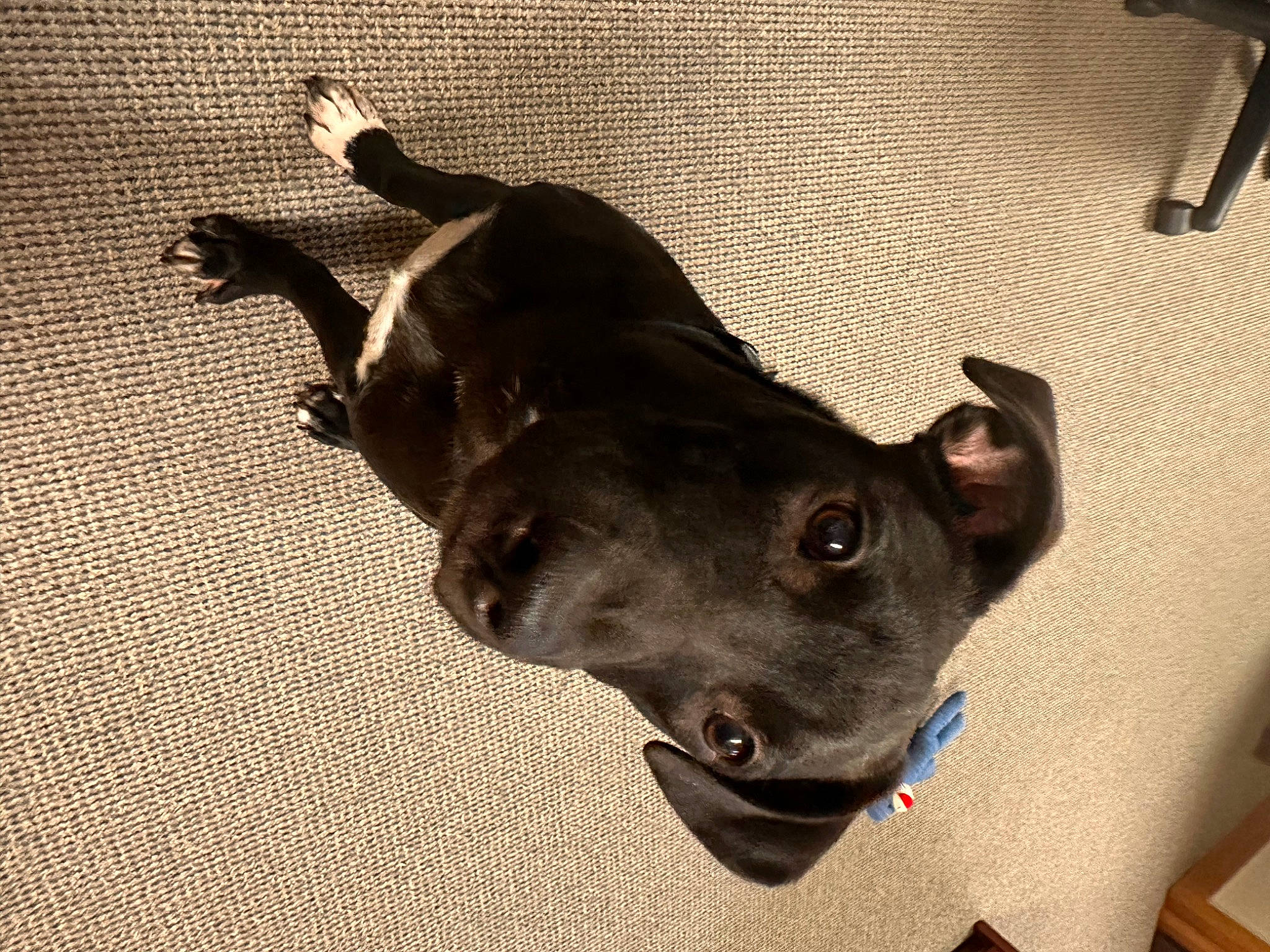 Finley is registered to the contest to win money with this photo: canidae, carnivore, collar, companion_dog, dog, dog_breed, dog_collar, dog_supply, ear, fawn, flooring, guard_dog, jaw, liver, pet_supply, sporting_group, tints_and_shades, whiskers, wood, working_animal