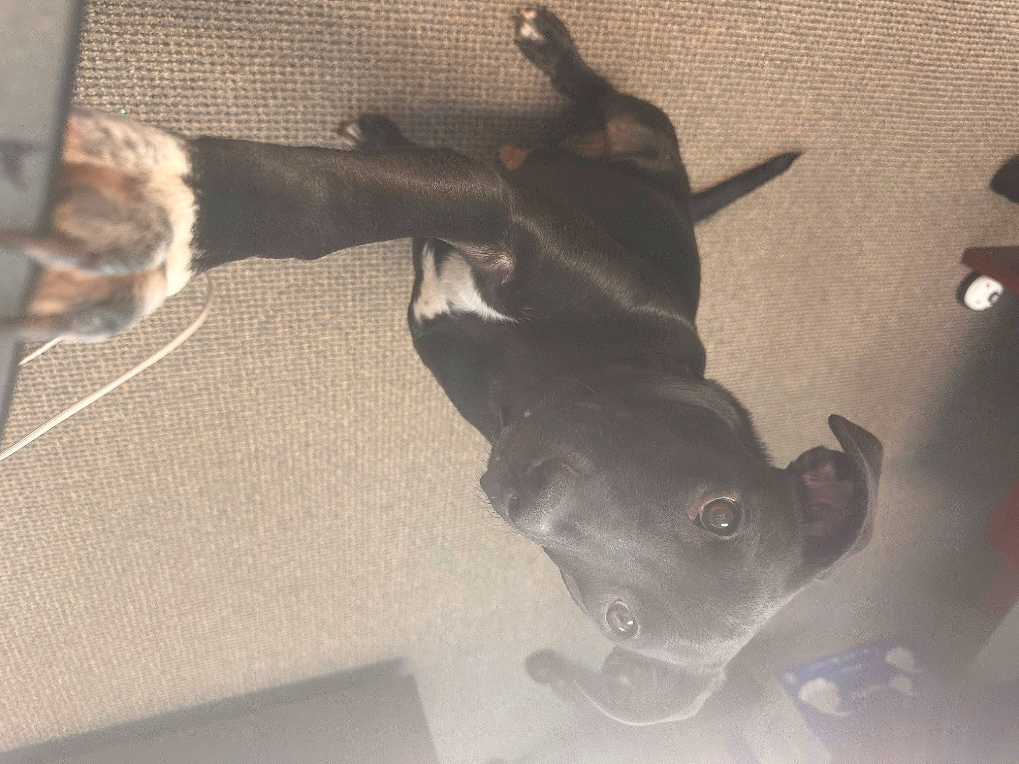 Finley joined the competition — help win amazing prizes! canidae, carnivore, ceiling, companion_dog, dog, dog_breed, fawn, grey, mammal, pug, sculpture, shadow, snout, sporting_group, tail, toy, toy_dog, whiskers, wood, working_animal