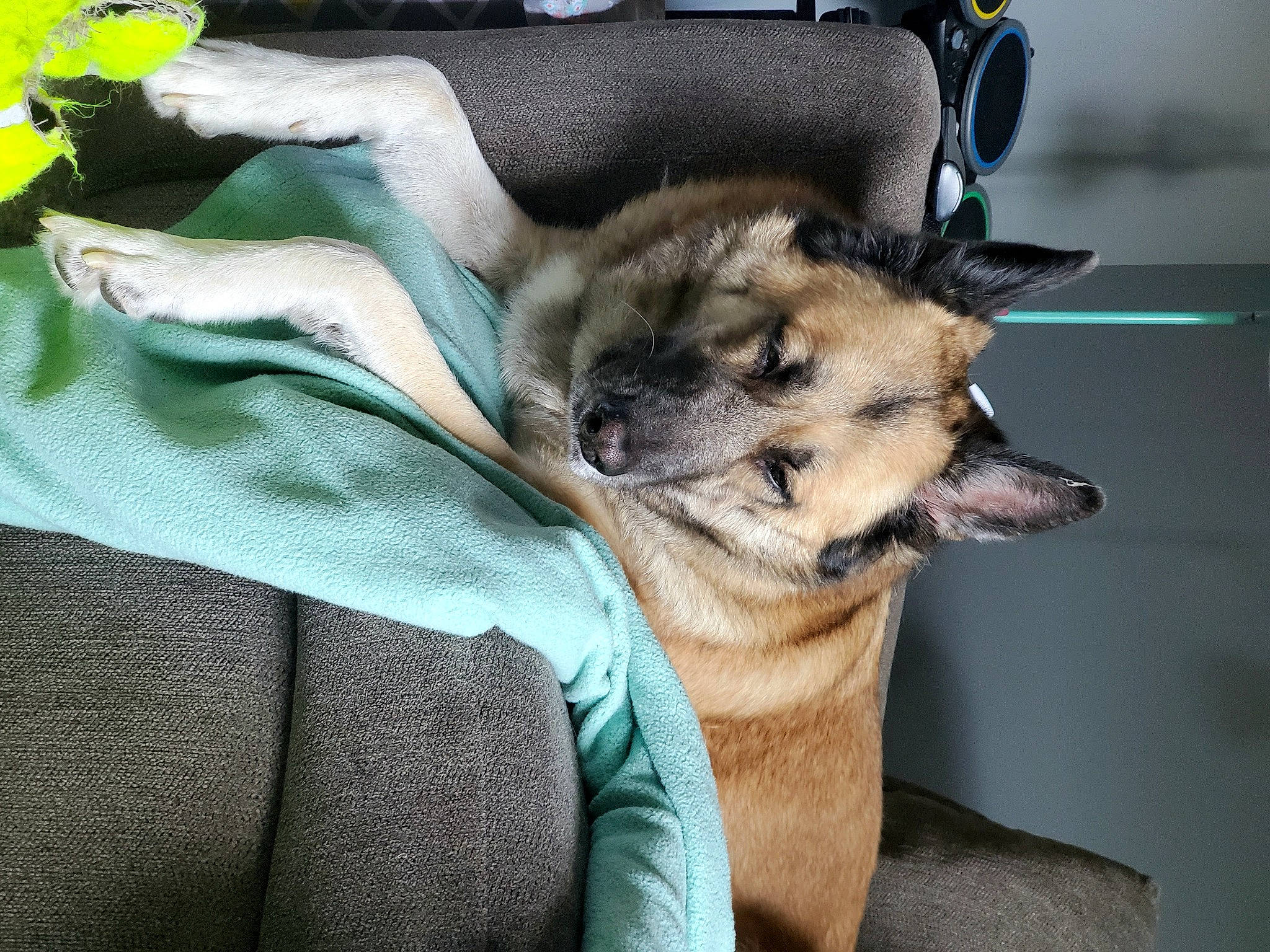 Akira joined the competition — help win amazing prizes! canidae, canis, carnivore, comfort, companion_dog, dog, dog_breed, dog_supply, east_european_shepherd, fawn, flower, fur, german_shepherd_dog, king_shepherd, linens, plant, sporting_group, terrestrial_animal, working_animal, working_dog