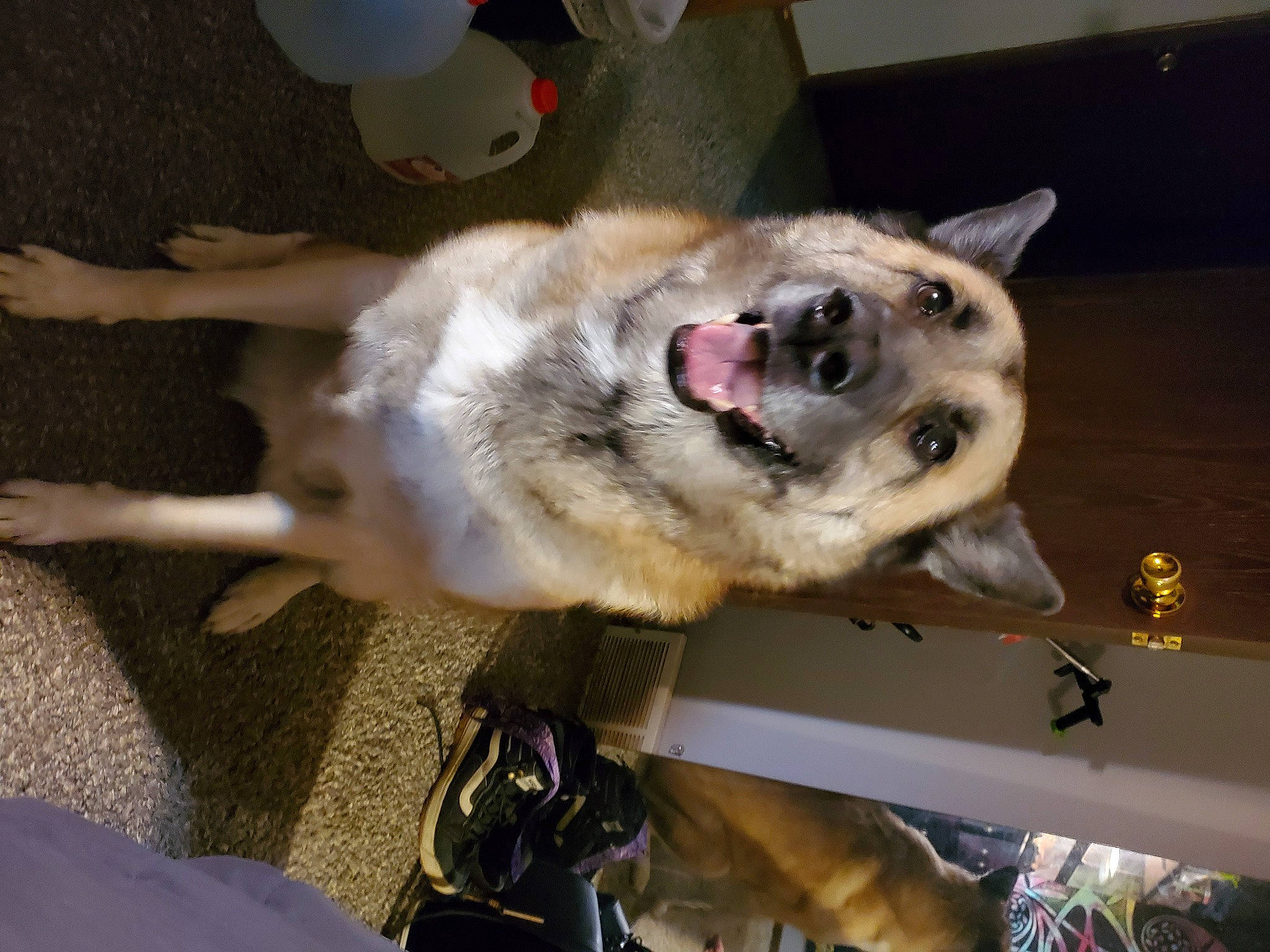 Akira joined the competition — help win amazing prizes! canidae, carnivore, collar, companion_dog, dog, dog_breed, fawn, fur, jaw, mammal, non_sporting_group, paw, pet_supply, snout, sporting_group, tail, vertebrate, working_animal