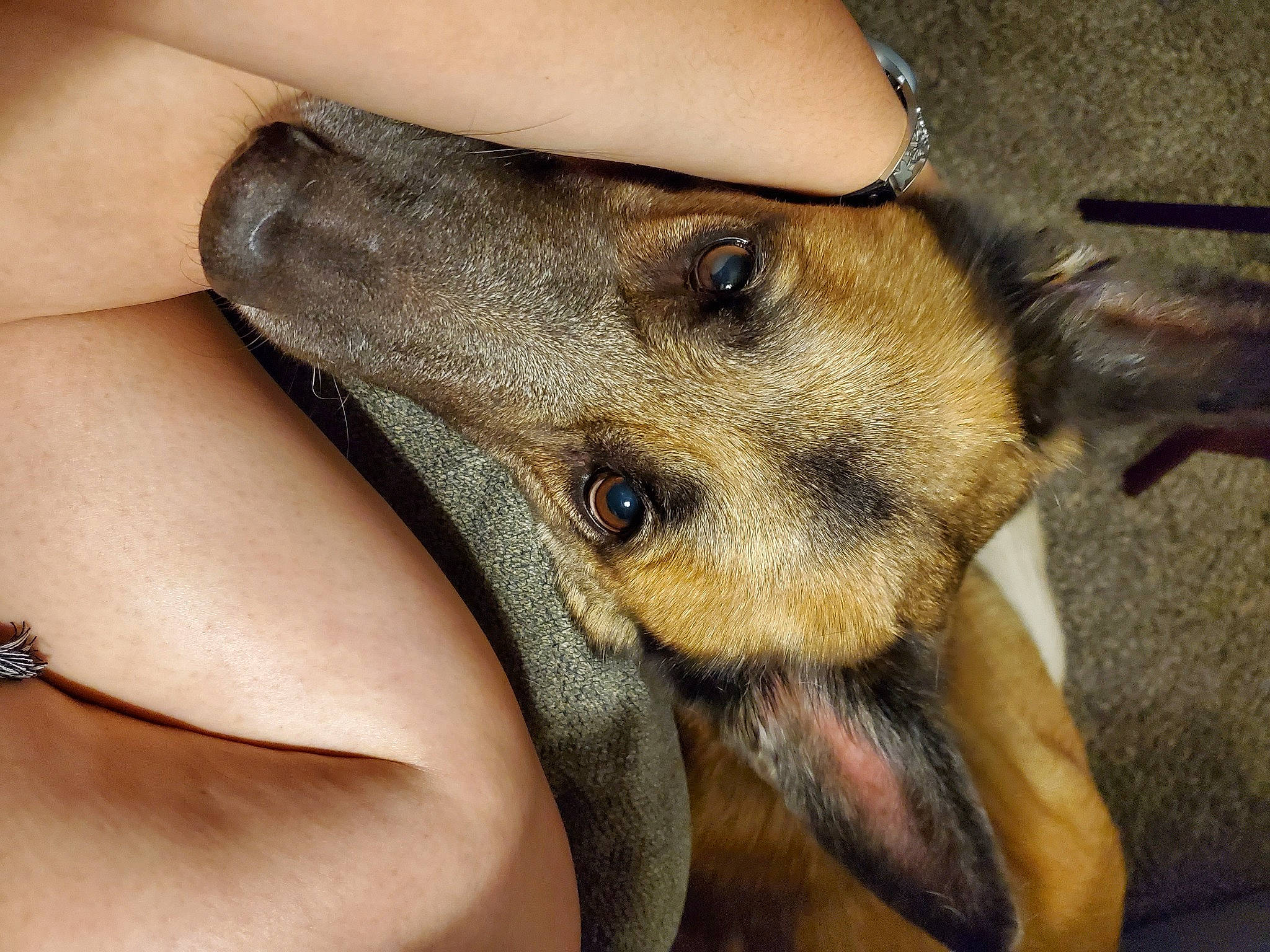 Akira joined the competition — help win amazing prizes! canidae, carnivore, companion_dog, dog, dog_breed, ear, elbow, fawn, fur, gesture, human_leg, liver, paw, snout, sporting_group, terrestrial_animal, whiskers, wildlife, working_animal, wrist