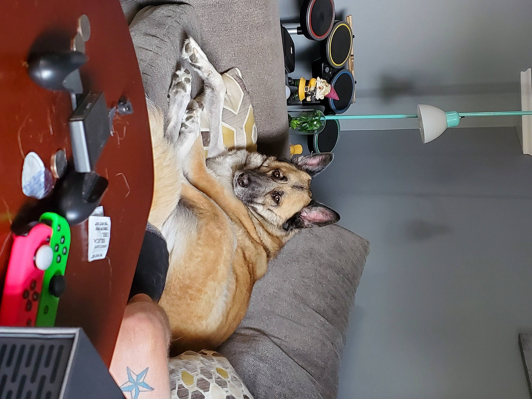 Akira is registered to the contest to win money with this photo: animation, audio_equipment, carmine, carnivore, comfort, companion_dog, fawn, felidae, human_leg, luggage_and_bags, machine, musical_instrument, room, sitting, stuffed_toy, tail, toy