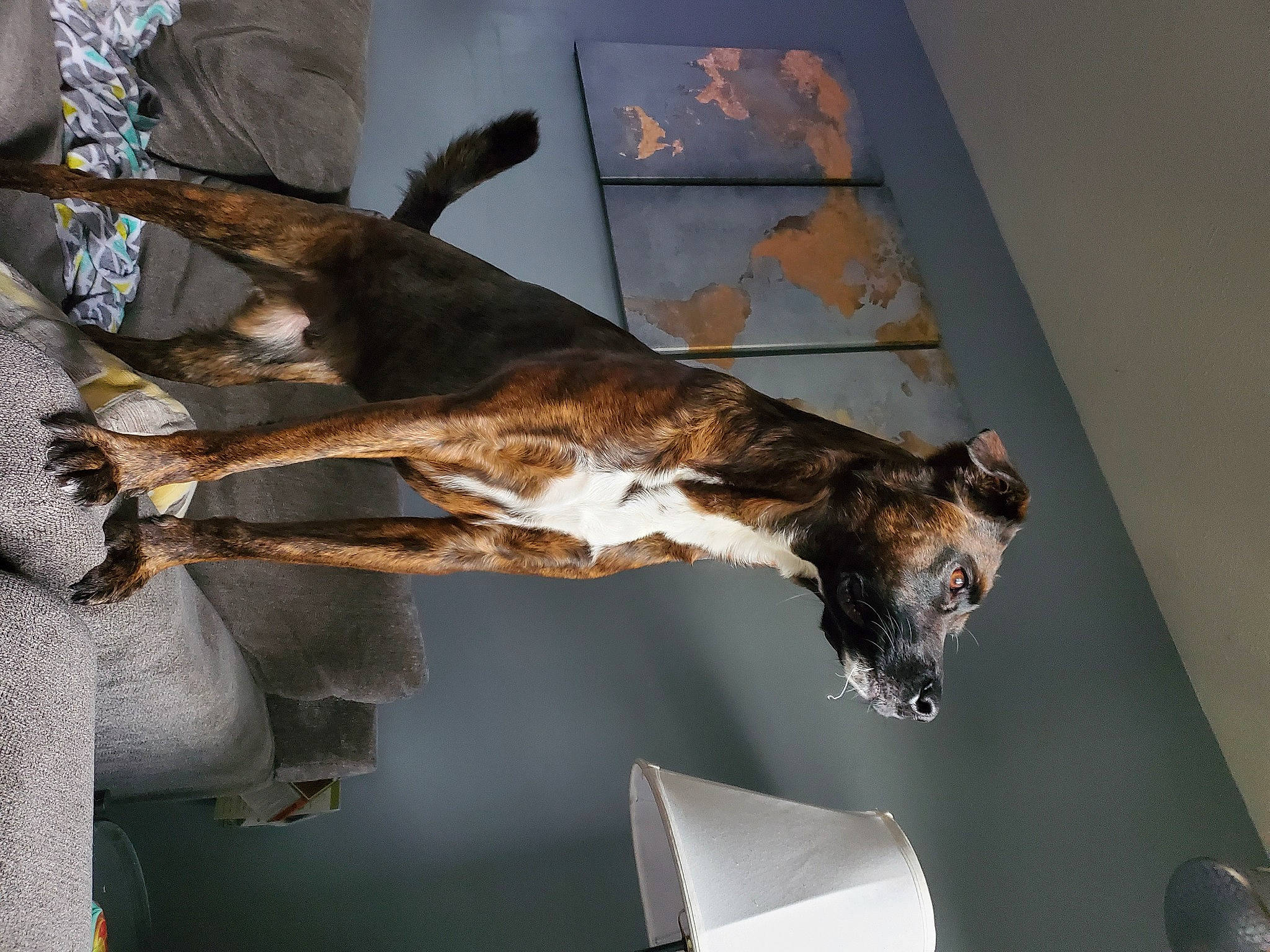 Nickolas is registered to the contest to win money with this photo: art, bat, carnivore, cat, fawn, felidae, fur, houseplant, plant, room, small_to_medium_sized_cats, tail, terrestrial_animal, tourist_attraction, tree, visual_arts, whiskers, wildlife, wood