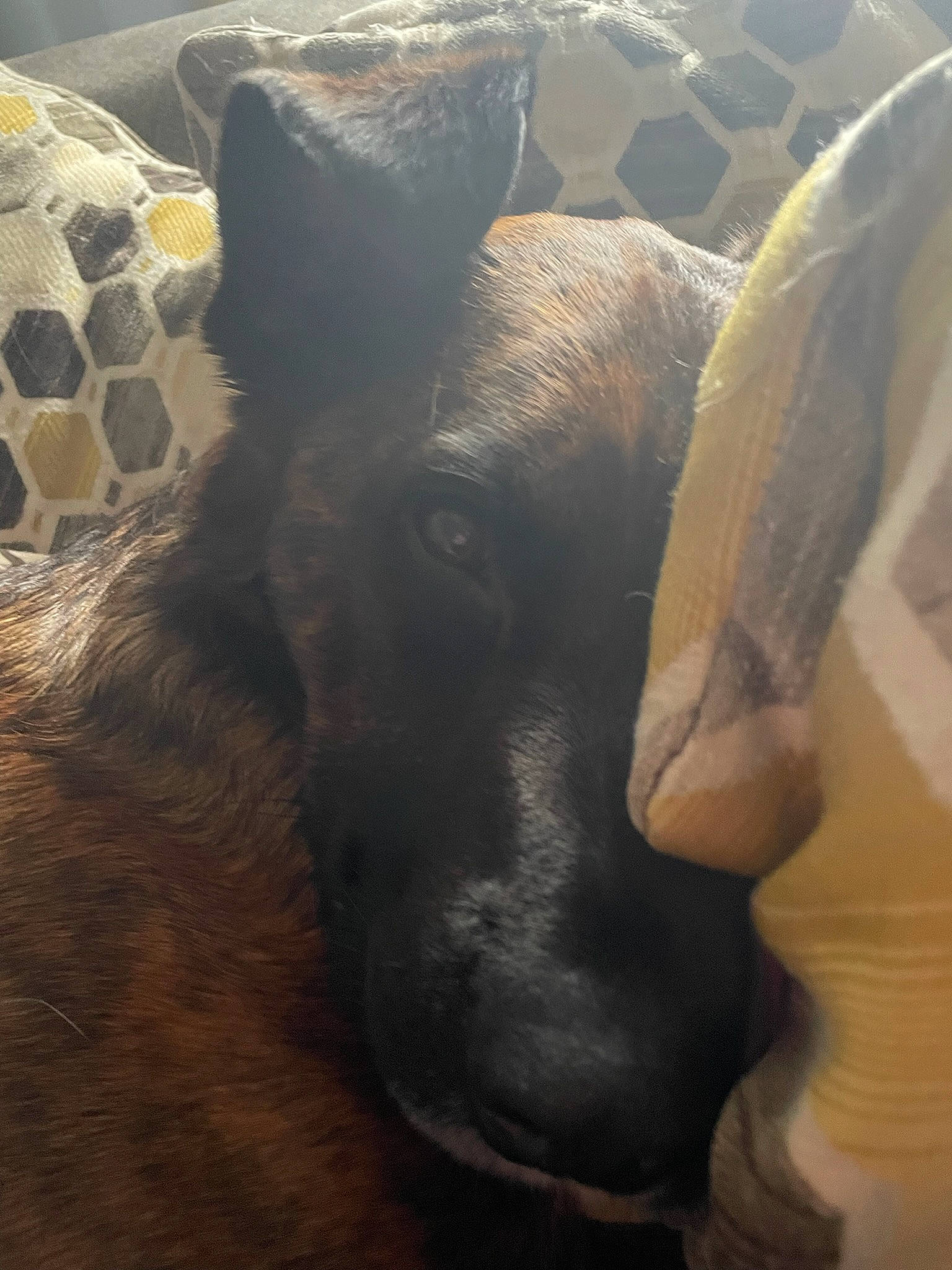 Nickolas joined the competition — help win amazing prizes! canidae, carnivore, comfort, companion_dog, dog, dog_breed, ear, fawn, fur, guard_dog, human_leg, livestock, snout, soil, sporting_group, tail, terrestrial_animal, whiskers, wood, working_animal