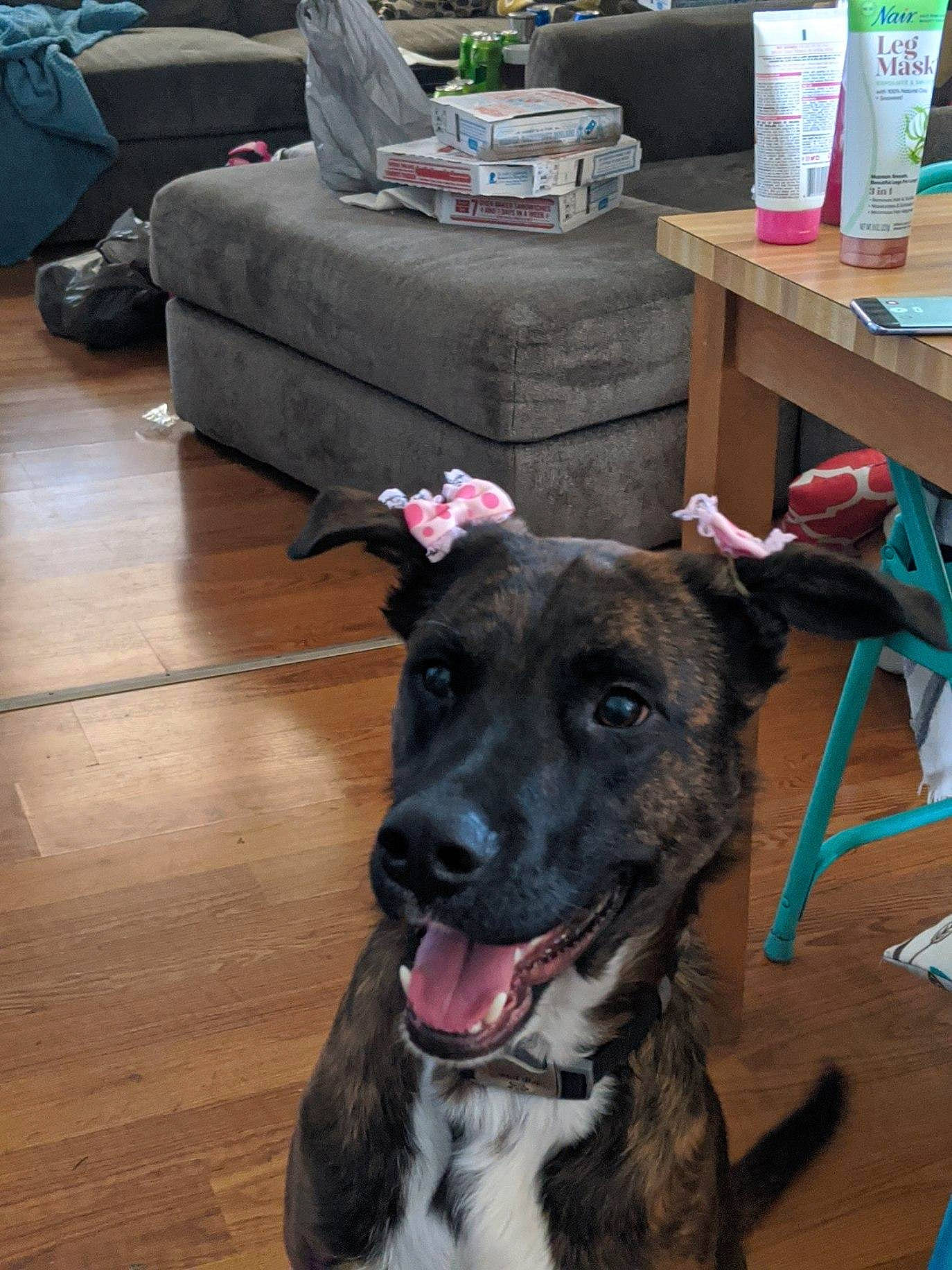 Nickolas is registered to the contest to win money with this photo: canidae, carnivore, chair, collar, companion_dog, dog, dog_breed, dog_collar, fashion_accessory, fawn, flooring, fur, furniture, hardwood, leash, snout, sporting_group, table, wood, working_animal