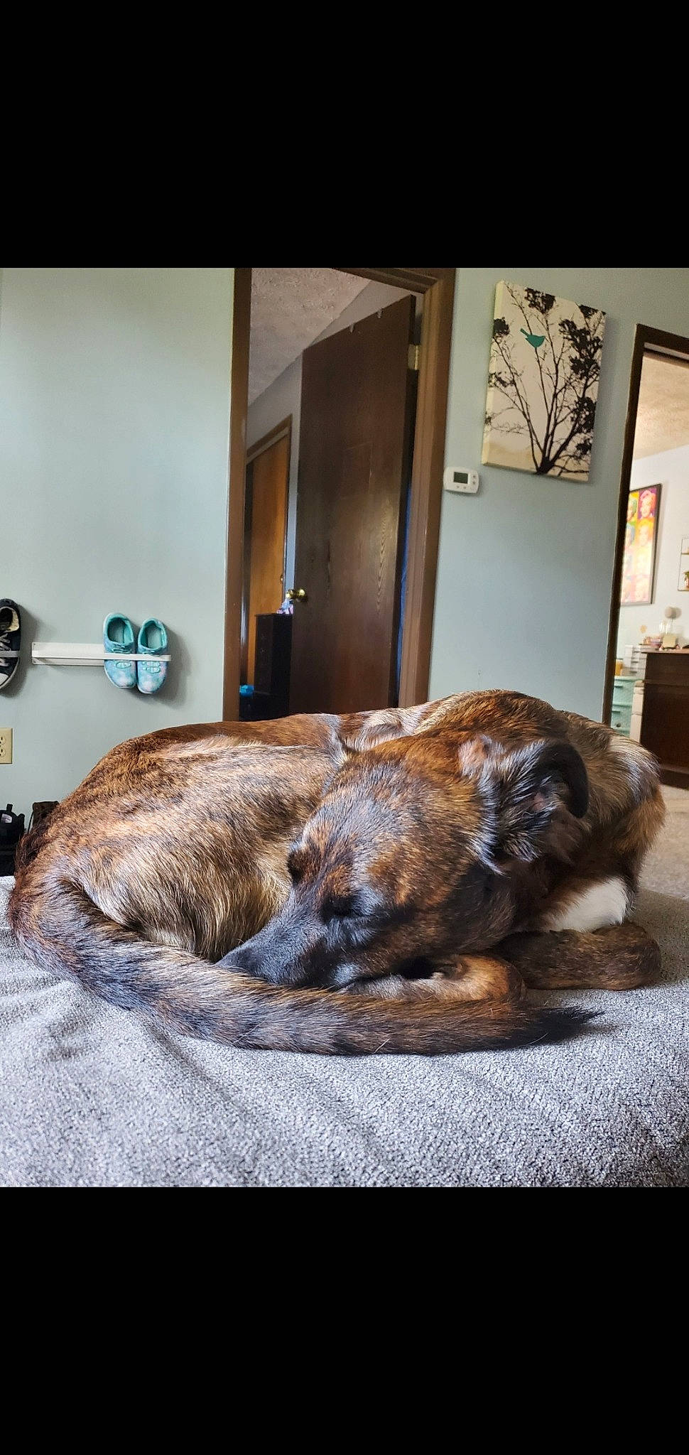 Nickolas joined the competition — help win amazing prizes! art, canidae, carnivore, comfort, companion_dog, dog, dog_breed, door, fawn, felidae, flooring, fur, interior_design, linens, liver, picture_frame, snout, sporting_group, window, wood