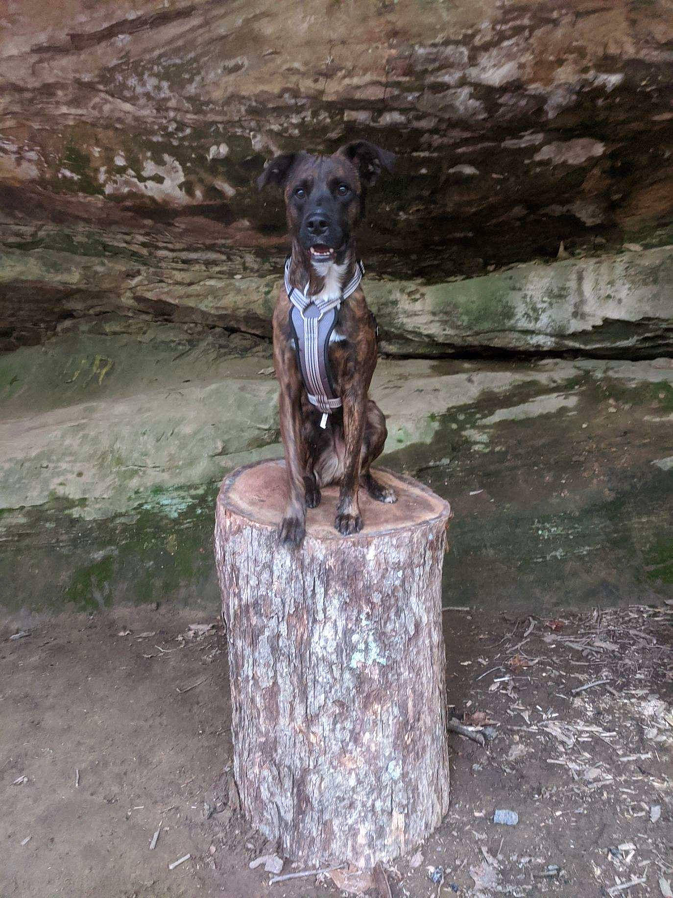 Nickolas joined the competition — help win amazing prizes! art, bedrock, braque_francais, canidae, carnivore, dog, dog_breed, fawn, grass, landscape, liver, rock, sculpture, snout, soil, sporting_group, trunk, water, wood, working_animal