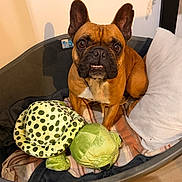 Snoopy participe au concours pour gagner de l'argent avec cette photo : dog, pet_bed, blanket, plush_toy, green_turtle, brown_dog, indoor, wooden_floor, white_pillow, cute, animal, pet, sitting, looking_up, ears_up, furry, companion, home, domestic, cozy