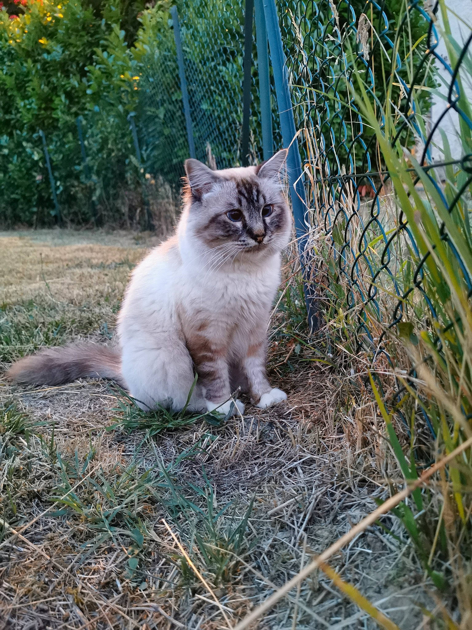 Oslo a rejoint le concours — aidez-le/la à gagner de superbes lots ! asian, asian_semi_longhair, british_semi_longhair, carnivore, cat, domestic_long_haired_cat, domestic_short_haired_cat, european_shorthair, fawn, felidae, fur, grass, mammal, plant, ragdoll, siberian, small_to_medium_sized_cats, tail, whiskers, wild_cat