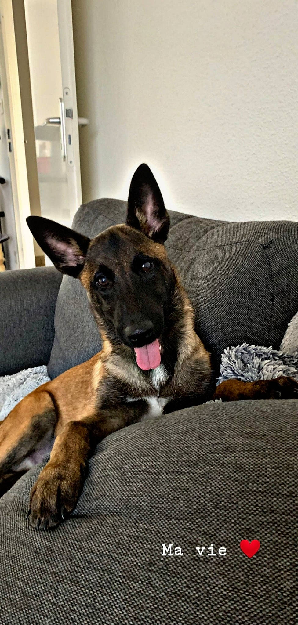 Piccolo a rejoint le concours — aidez-le/la à gagner de superbes lots ! belgian_shepherd, belgian_shepherd_malinois, canidae, carnivore, dog, dog_breed, dutch_shepherd_dog, ear, fawn, formosan_mountain_dog, german_shepherd_dog, mammal, rare_breed_dog, snout, vertebrate