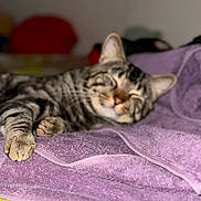 Checo joined the competition — help win amazing prizes! cat, tabby, sleeping, towel, purple, cozy, indoor, pet, relaxed, fur, whiskers, paws, closeup, blurred_background, nap, resting, animal, domestic, striped, cute
