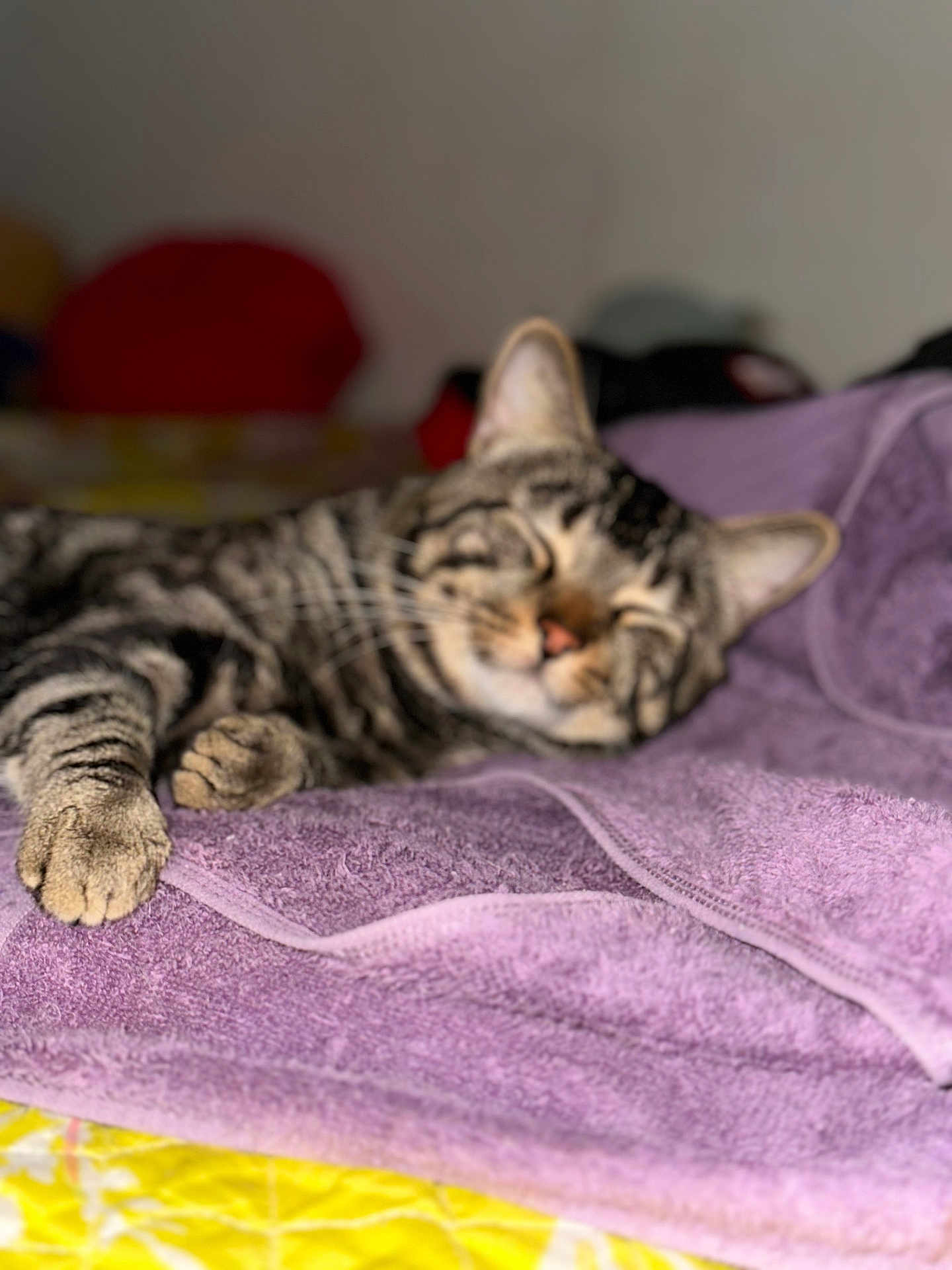 Checo joined the competition — help win amazing prizes! cat, tabby, sleeping, towel, purple, cozy, indoor, pet, relaxed, fur, whiskers, paws, closeup, blurred_background, nap, resting, animal, domestic, striped, cute