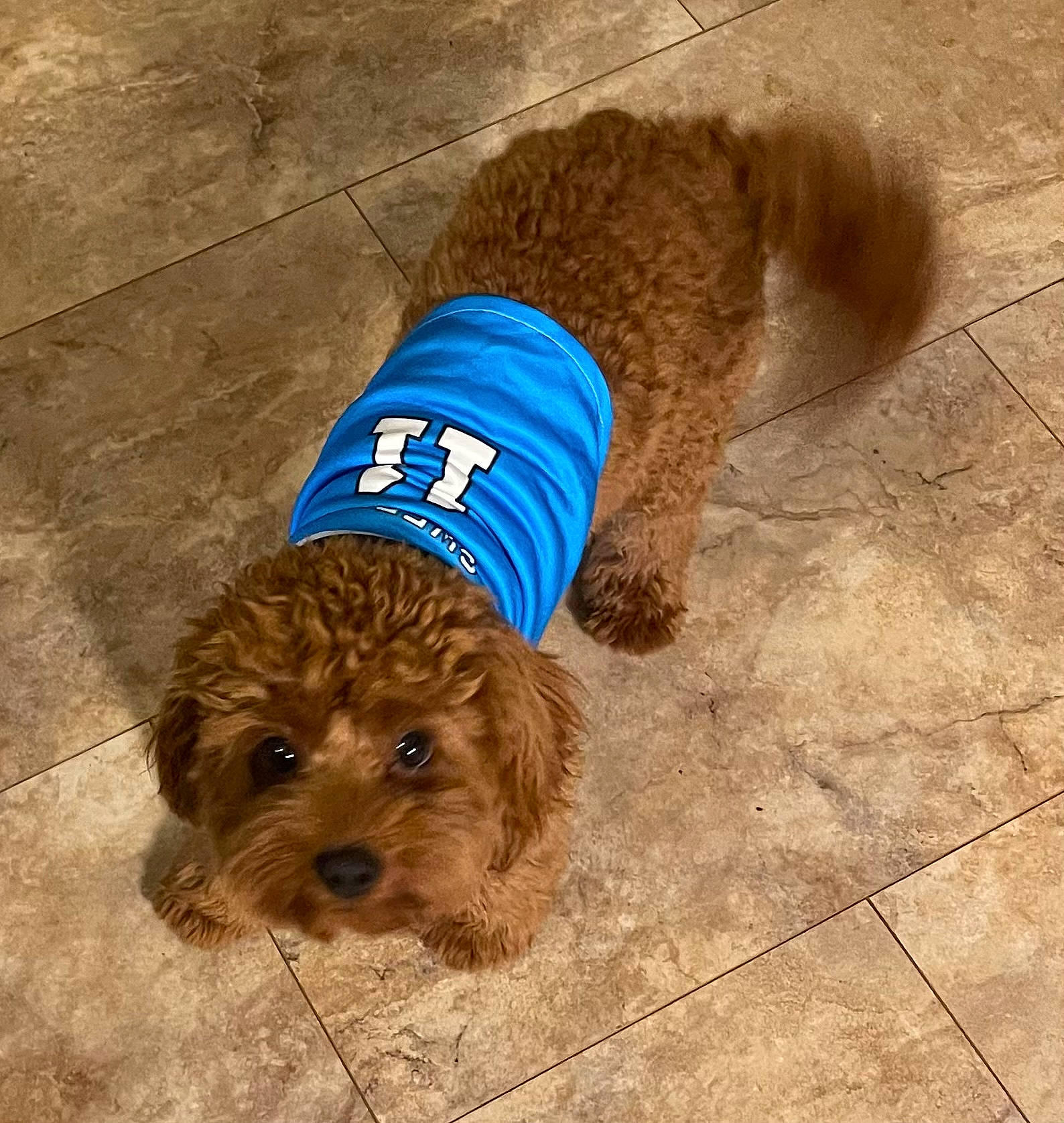 Skipper joined the competition — help win amazing prizes! carnivore, companion_dog, dog, dog_breed, dog_clothes, dog_collar, dog_supply, flooring, fur, leash, liver, pet_supply, small_terrier, snout, sporting_group, tail, terrier, toy_dog, vertebrate, water_dog