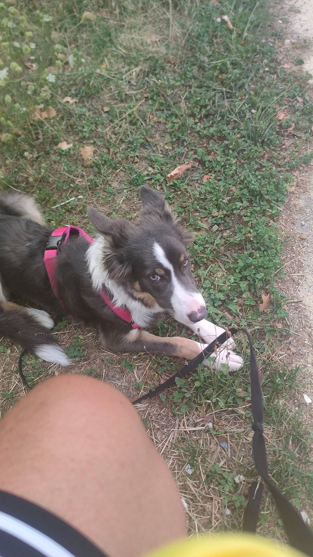 Hestia participe au concours pour gagner de l'argent avec cette photo : border_collie, canidae, carnivore, companion_dog, dog, dog_breed, grass, groundcover, herding_dog, plant, snout, sporting_group, tail, terrestrial_animal, working_animal, working_dog