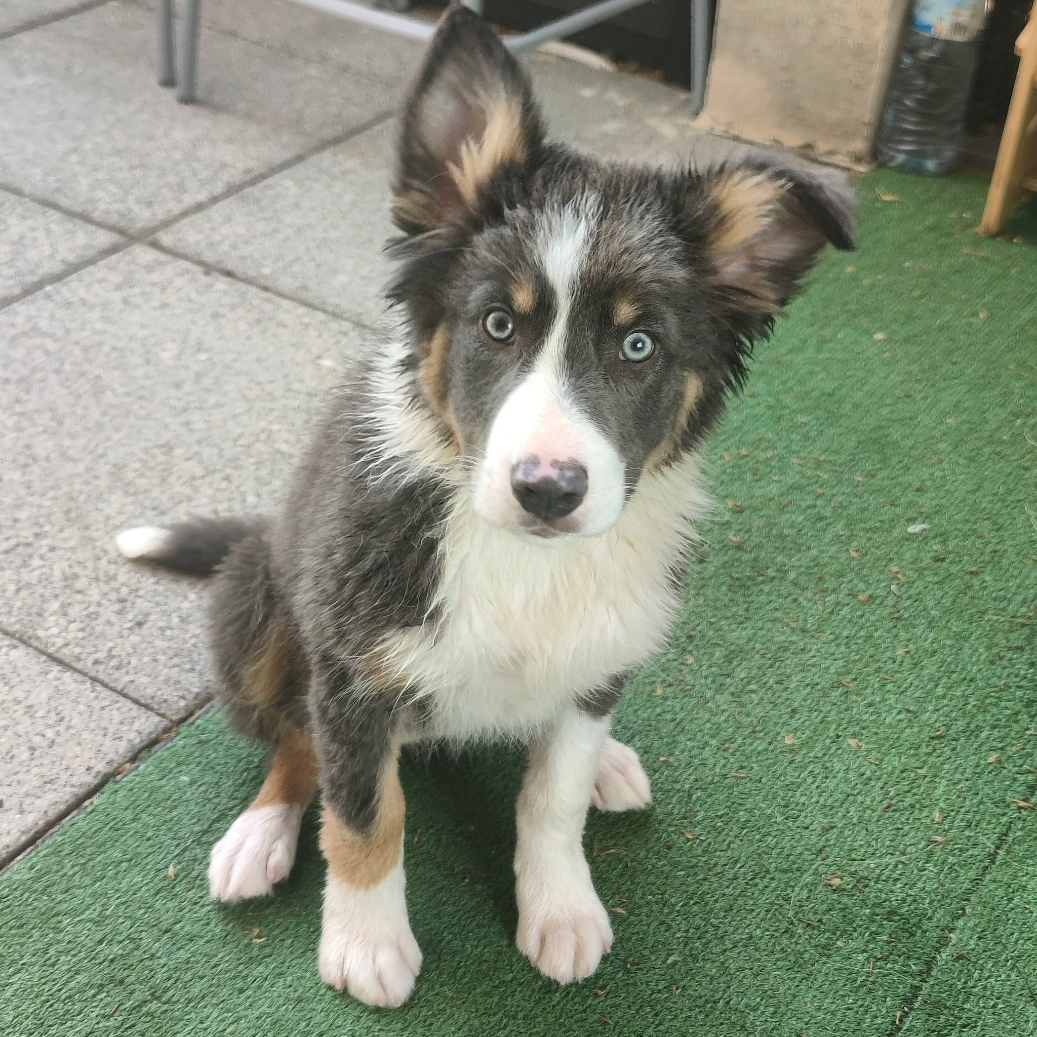 Hestia participe au concours pour gagner de l'argent avec cette photo : ancient_dog_breeds, australian_collie, canidae, carnivore, companion_dog, dog, dog_breed, flooring, fur, grass, herding_dog, puppy, snout, sporting_group, terrestrial_animal, whiskers, working_animal, working_dog