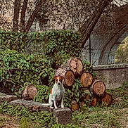 Obélix a rejoint le concours — aidez-le/la à gagner de superbes lots ! dog, brown_and_white_dog, outdoor, logs, tree, greenery, stone_wall, archway, foliage, nature, pet, sitting, rustic, plants, grass, quiet, calm, small_dog, wood, leafy