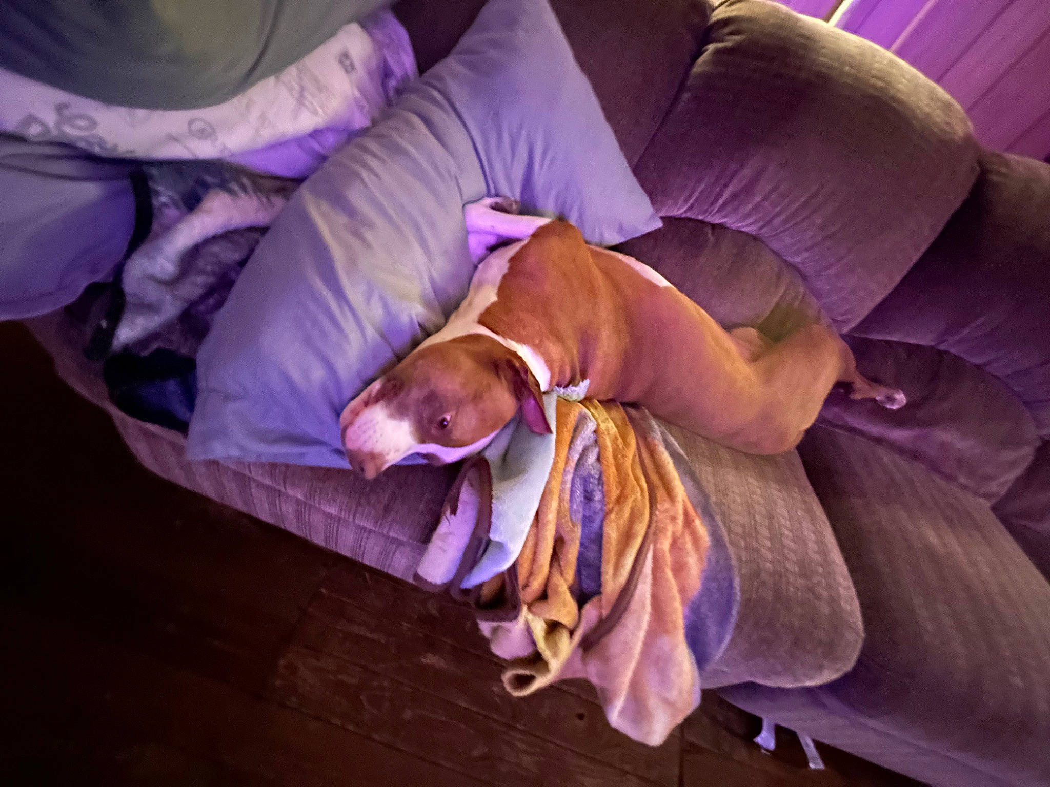 Gema joined the competition — help win amazing prizes! canidae, carnivore, comfort, companion_dog, dog, dog_breed, dog_supply, fawn, flower, linens, liver, magenta, non_sporting_group, petal, pillow, purple, sporting_group, toy_dog, violet, working_animal