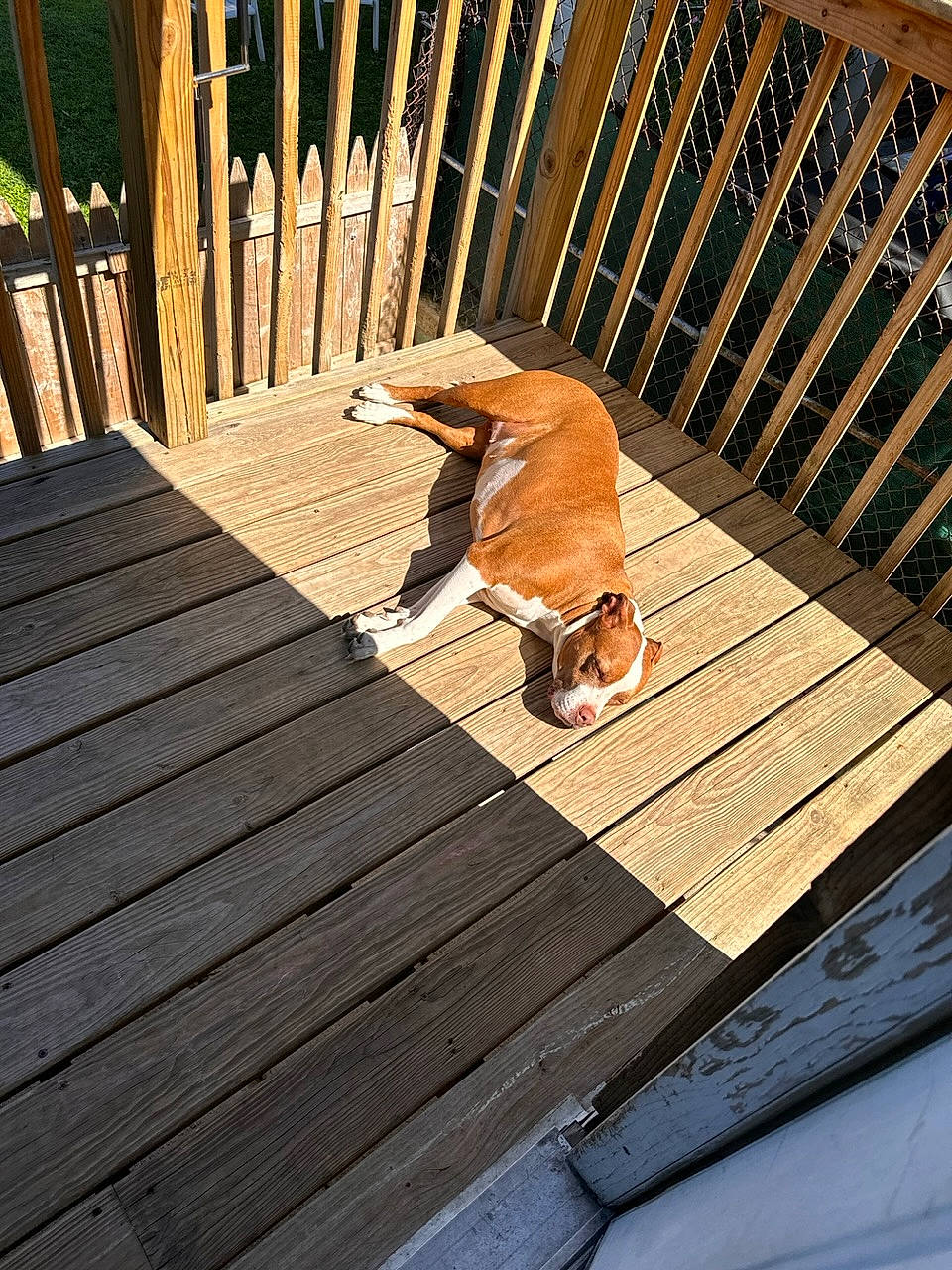 Gema joined the competition — help win amazing prizes! carnivore, comfort, companion_dog, deck, dog, fawn, fence, floor, flooring, grass, hardwood, leisure, lumber, outdoor_furniture, plank, tail, tints_and_shades, wood, wood_flooring, wood_stain