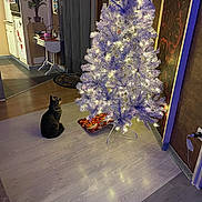 Opium a rejoint le concours — aidez-le/la à gagner de superbes lots ! brown_wall, cat, christmas_tree, curious, curtain, decor, festive, floor, holiday, indoor, kitchen, lamp, lights, ornaments, pet, plant, power_outlet, purple_wall, table, tray