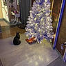 brown_wall, cat, christmas_tree, curious, curtain, decor, festive, floor, holiday, indoor, kitchen, lamp, lights, ornaments, pet, plant, power_outlet, purple_wall, table, tray