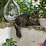 animal, buddha_statue, calm, cat, decor, flower_pot, flowers, foliage, garden, greenery, leaf, nature, outdoor, pet, plants, potted_plant, relaxing, resting, stone_wall, tabby_cat