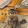Opium participe au concours pour gagner de l'argent avec cette photo : animal, cat, closeup, domestic_animal, feline, fluffy, fur, nature, outdoor, pet, portrait, relaxed, sitting, stone_floor, sunlight, tabby, tail, texture, whiskers, wooden_bench