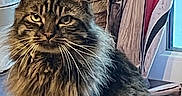 Opium participe au concours pour gagner de l'argent avec cette photo : animal, cat, cozy, curtain, ears, feline, floor, fluffy, fur, heart, home, indoor, pet, portrait, sitting, stone_wall, tabby, tail, whiskers, window