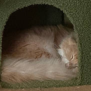 Cooper is registered to the contest to win money with this photo: cat, sleeping, cozy, indoor, pet, feline, orange_cat, white_fur, curled_up, cat_house, carpeted, resting, cute, fluffy, domestic_animal, quiet, calm, animal, fur, relaxation