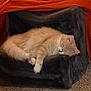Cooper is registered to the contest to win money with this photo: cat, sleeping, orange_cat, white_paws, fluffy, chair, black_chair, blanket, orange_blanket, carpet, indoor, cozy, pet, resting, feline, fur, relaxation, cute, domestic_animal, comfy
