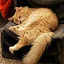 Cooper is registered to the contest to win money with this photo: cat, sleeping, fluffy, pet_bed, orange_blanket, cozy, indoor, feline, relaxed, fur, tail, animal, resting, soft, domestic_cat, cute, bed, carpet, whiskers, nap
