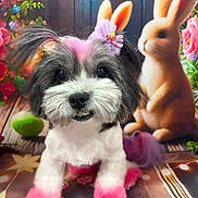 Coco Chanel joined the competition — help win amazing prizes! dog, rabbit, pet, animal, portrait, fluffy, small_dog, black_and_white, pink, dyed_fur, hair_bow, flowers, colorful, garden, decorative, table, dining_setting, forks, cute, playful