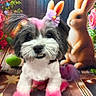 dog, rabbit, pet, animal, portrait, fluffy, small_dog, black_and_white, pink, dyed_fur, hair_bow, flowers, colorful, garden, decorative, table, dining_setting, forks, cute, playful