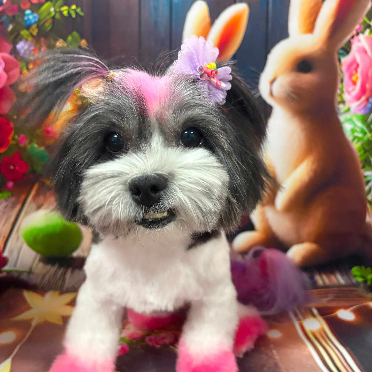 Coco Chanel joined the competition — help win amazing prizes! dog, rabbit, pet, animal, portrait, fluffy, small_dog, black_and_white, pink, dyed_fur, hair_bow, flowers, colorful, garden, decorative, table, dining_setting, forks, cute, playful
