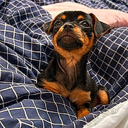 Burlye a rejoint le concours — aidez-le/la à gagner de superbes lots ! animal, bed, black, blanket, blue, checkered, cozy, cute, dog, fur, indoors, looking_up, pet, portrait, puppy, resting, small, soft_lighting, tan, young
