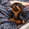 animal, bed, black, blanket, blue, checkered, cozy, cute, dog, fur, indoors, looking_up, pet, portrait, puppy, resting, small, soft_lighting, tan, young