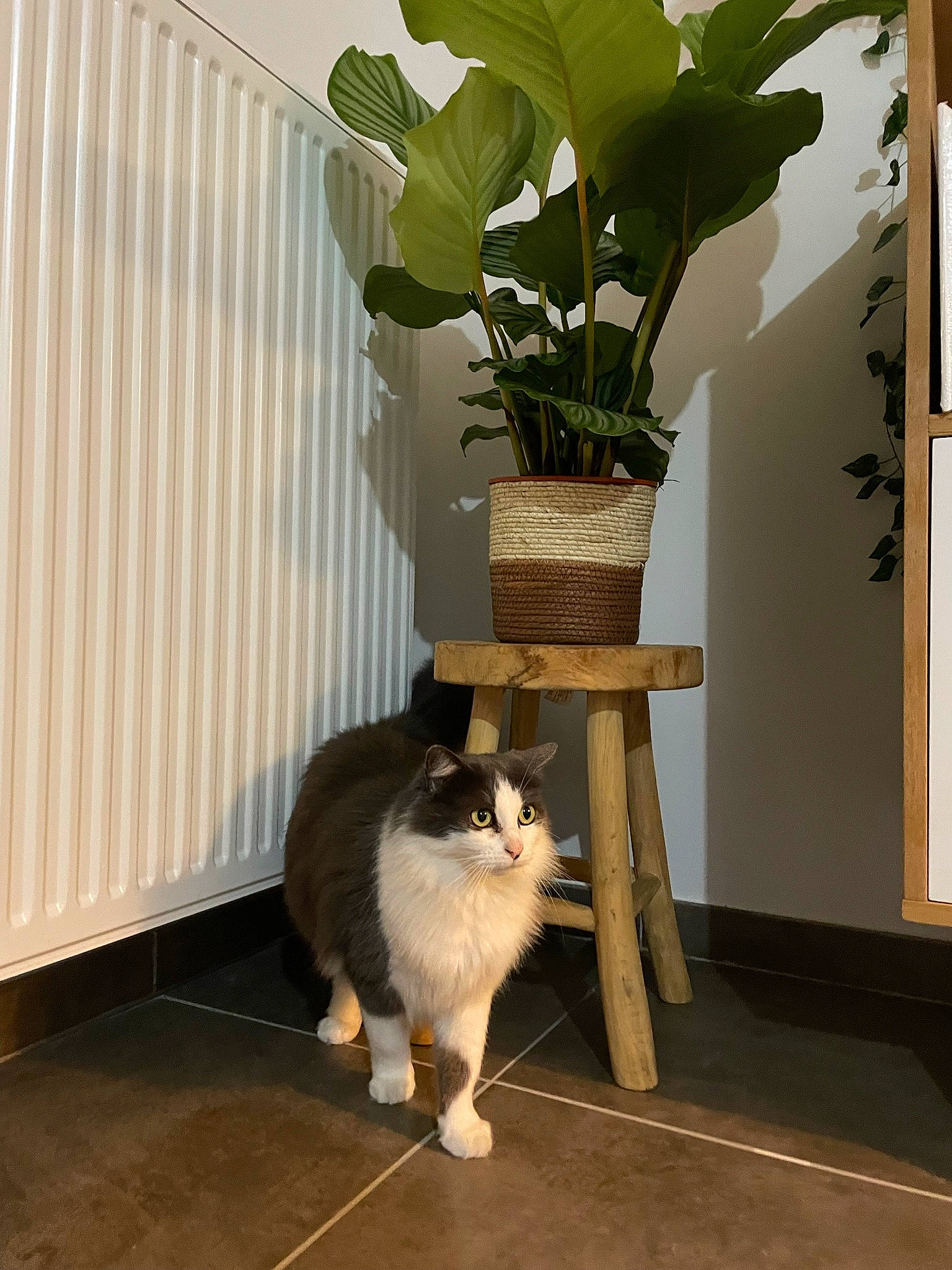 Baloo a rejoint le concours — aidez-le/la à gagner de superbes lots ! carnivore, cat, comfort, domestic_short_haired_cat, fawn, felidae, floor, flooring, flowerpot, fur, hardwood, houseplant, interior_design, plant, small_to_medium_sized_cats, table, tail, whiskers, window, wood