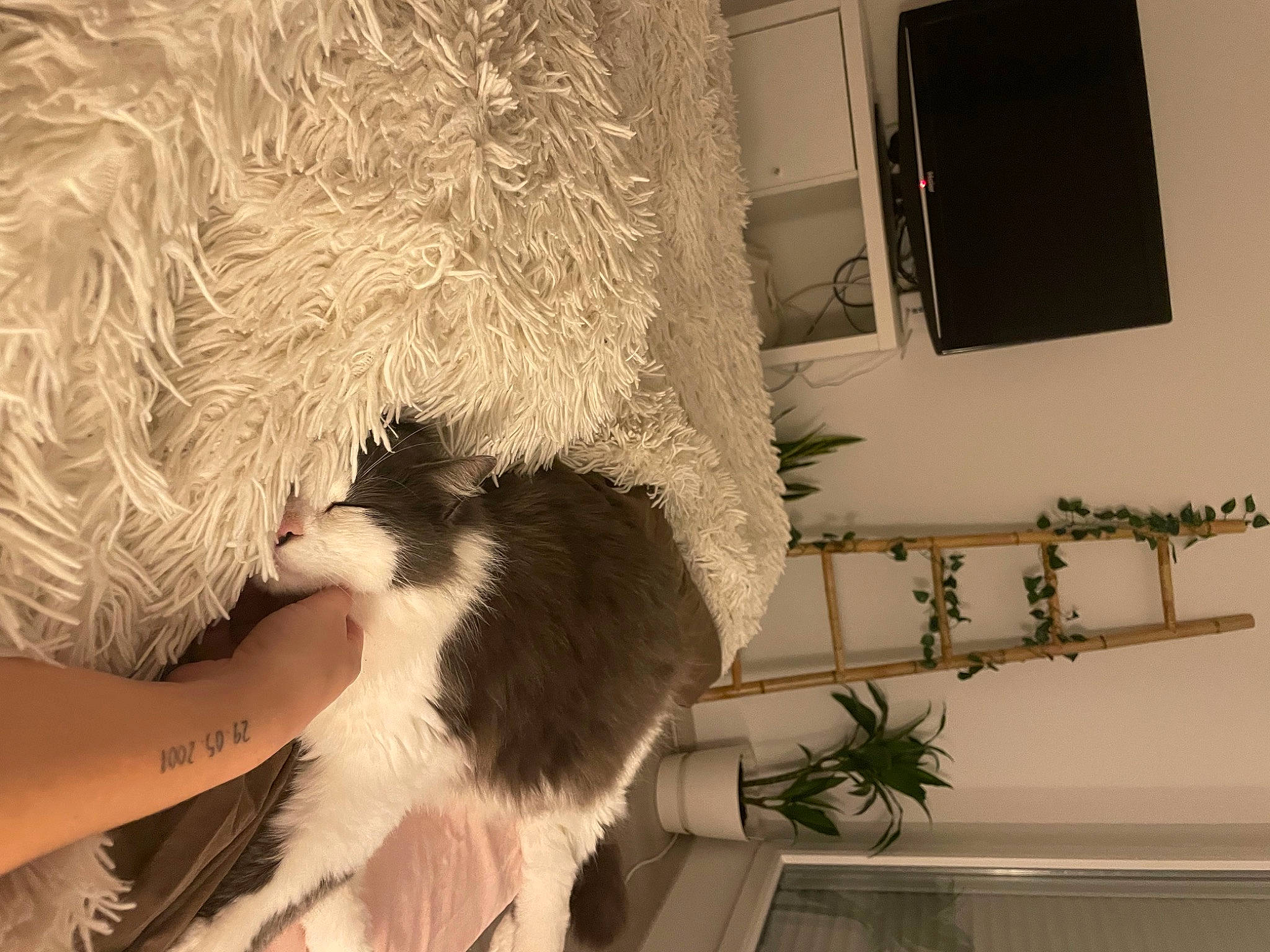 Baloo participe au concours pour gagner de l'argent avec cette photo : carnivore, cat, comfort, companion_dog, domestic_short_haired_cat, felidae, flooring, flowerpot, fur, houseplant, human_leg, picture_frame, plant, room, small_to_medium_sized_cats, sporting_group, tail, television, whiskers, wood