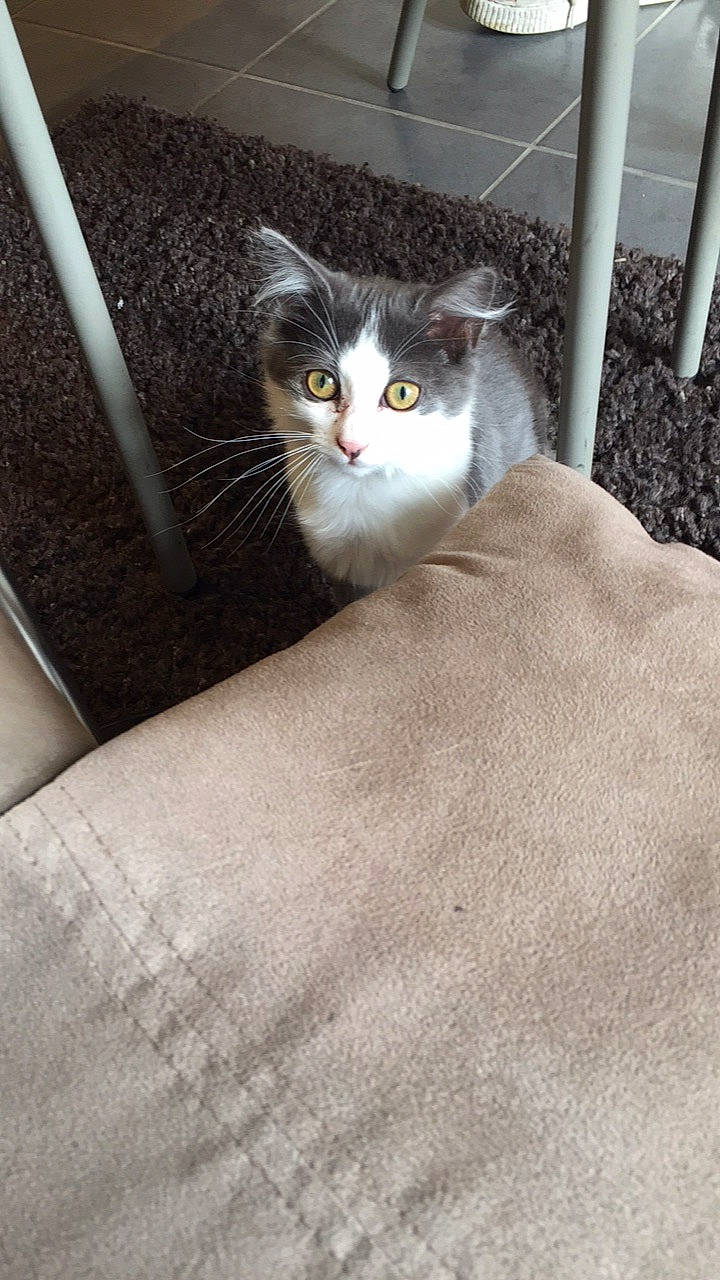 Baloo participe au concours pour gagner de l'argent avec cette photo : box, carnivore, cat, cement, comfort, domestic_short_haired_cat, door, felidae, fur, grey, hardwood, linens, monochrome_photography, small_to_medium_sized_cats, snout, tail, terrestrial_animal, whiskers, window, wood