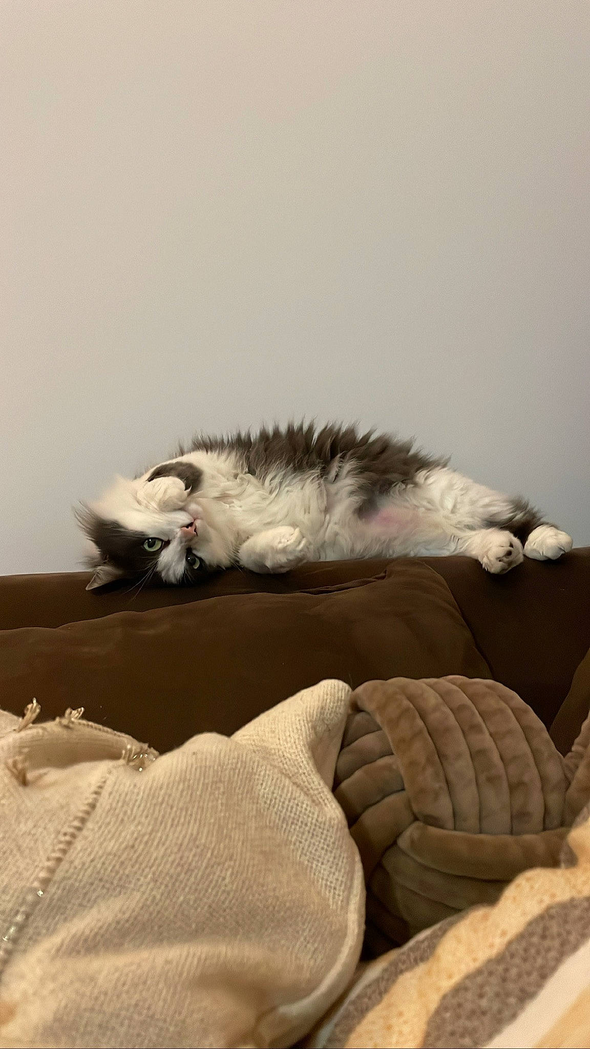 Baloo participe au concours pour gagner de l'argent avec cette photo : canidae, carnivore, cat, comfort, couch, domestic_short_haired_cat, feather, felidae, fur, grey, linens, paw, sand, small_to_medium_sized_cats, snout, sporting_group, tail, whiskers, wing, wood