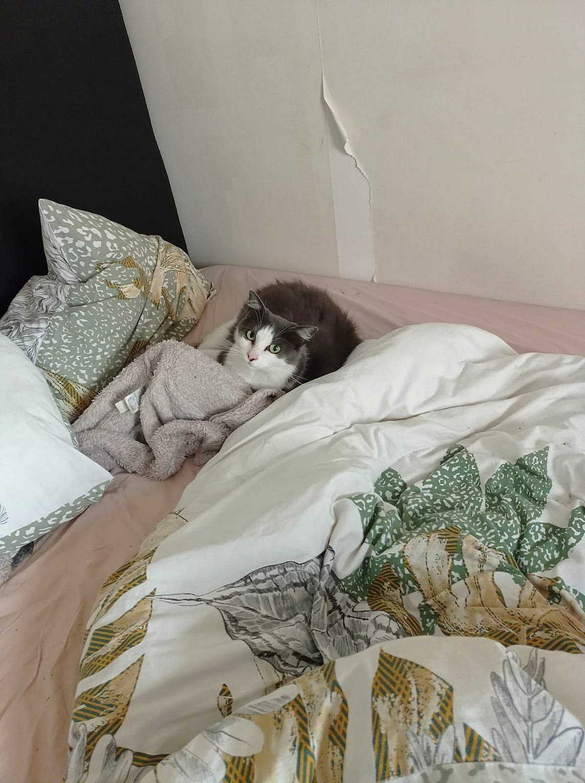 Baloo a rejoint le concours — aidez-le/la à gagner de superbes lots ! bed, bed_frame, bed_sheet, bedding, bedroom, blanket, comfort, duvet, duvet_cover, home_accessories, house, linens, mattress, pattern, pillow, room, sleeve, throw_pillow, window, wood