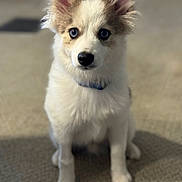 Buster is registered to the contest to win money with this photo: puppy, dog, blue_eyes, carpet, indoor, pet, cute, fluffy, sitting, ears_up, young_dog, animal, domestic_animal, collar, fur, front_paws, looking_at_camera, portrait, curious, companion