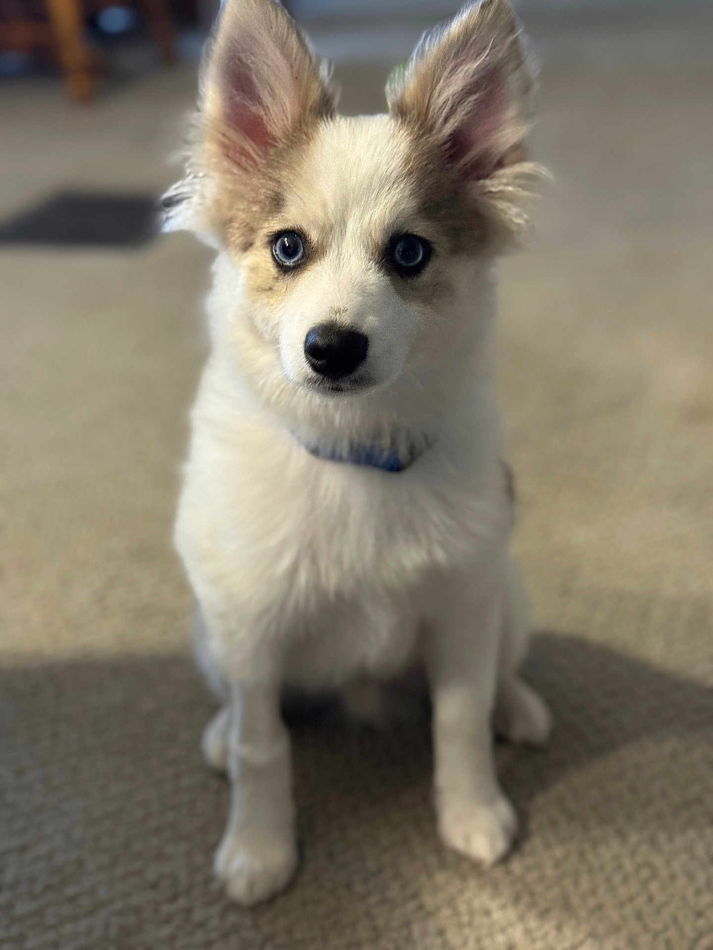 Buster
