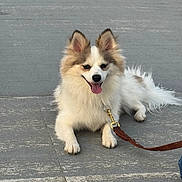 Buster is registered to the contest to win money with this photo: animal, canine, companion, cute, dog, domestic, ears, fluffy, friendly, happy, leash, muzzle, outdoor, panting, pavement, pet, resting, tail, tongue, walking
