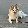 animal, brown_fur, canine, companion, concrete, daylight, dog, domestic_animal, ears_up, fluffy, happy, leash, outdoor, panting, pet, resting, sitting, tongue_out, walking, white_fur