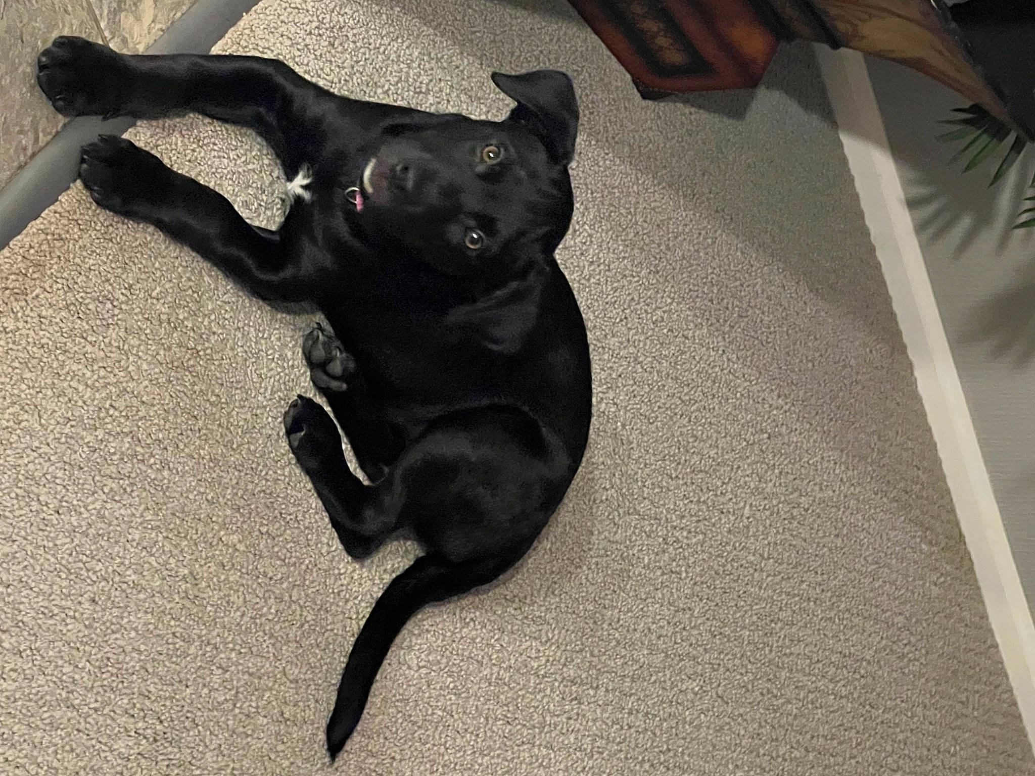 Molly is registered to the contest to win money with this photo: black_cat, carnivore, comfort, companion_dog, dog, dog_breed, fawn, felidae, floor, flooring, grey, paw, shadow, small_to_medium_sized_cats, snout, sporting_group, tail, toy_dog, whiskers, working_animal