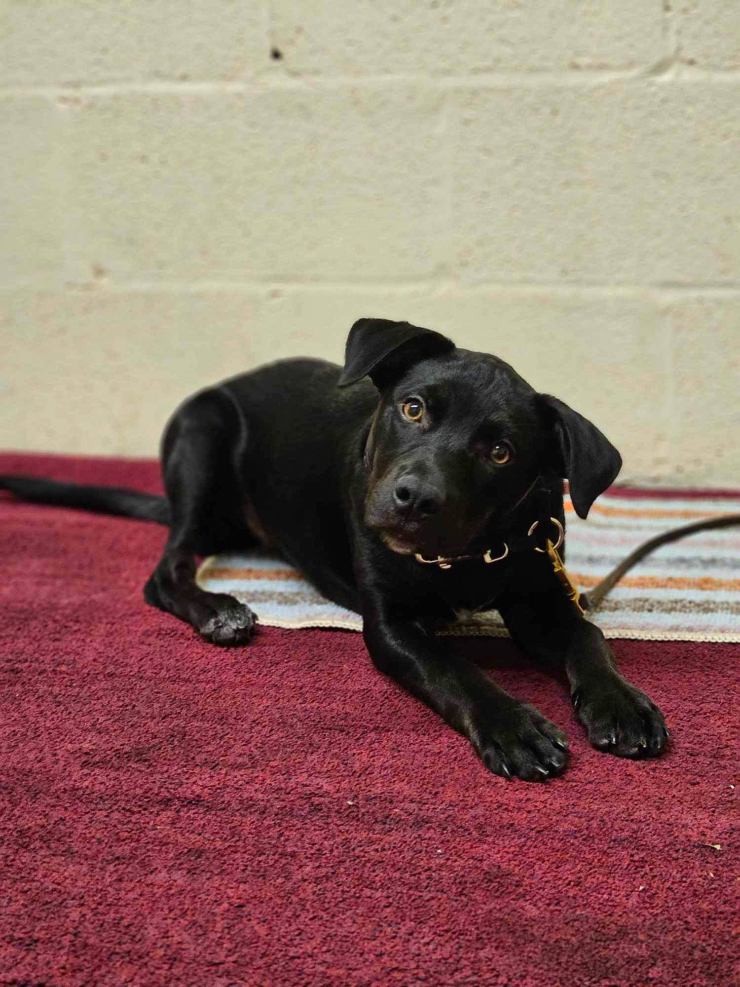 Molly is registered to the contest to win money with this photo: borador, canidae, carnivore, collar, companion_dog, dog, dog_breed, dog_collar, flooring, fur, grass, guard_dog, gun_dog, hunting_dog, labrador_retriever, sporting_group, tail, terrestrial_animal, working_animal, working_dog