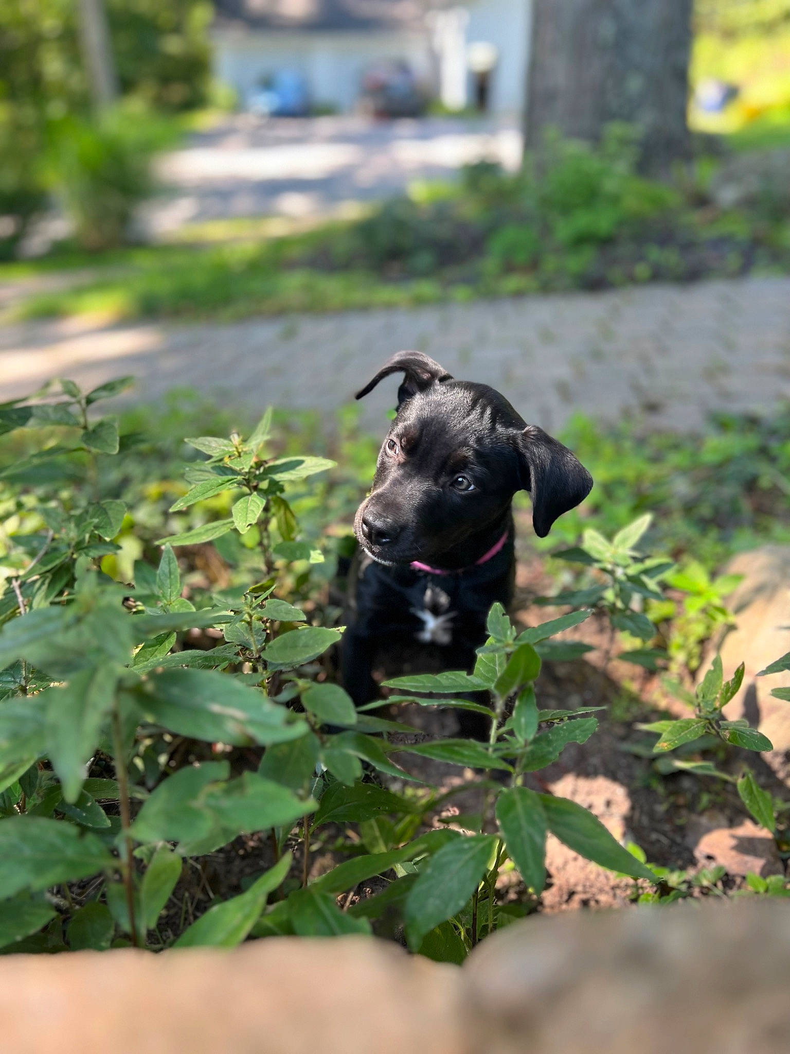 Molly is registered to the contest to win money with this photo: annual_plant, canidae, carnivore, companion_dog, dog, dog_breed, dog_collar, fawn, flowering_plant, garden, grass, groundcover, plant, shrub, snout, soil, sporting_group, tail, terrestrial_animal, working_animal