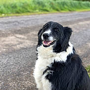 Nikita participe au concours pour gagner de l'argent avec cette photo : animal, black_and_white, border_collie, canine, closeup, companion, daylight, dog, friendly, fur, grass, happy, mammal, nature, outdoor, pet, portrait, road, sitting, smiling