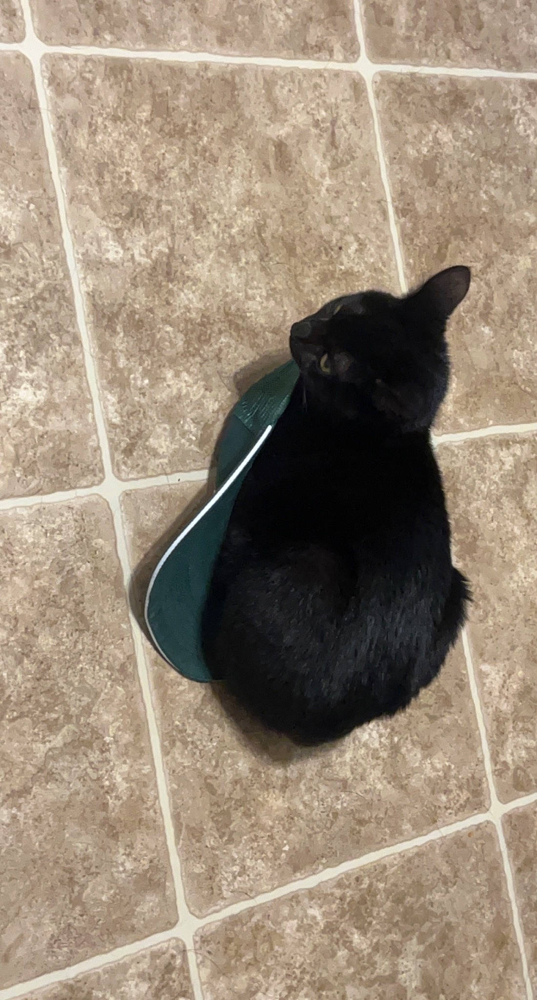 Jinx is registered to the contest to win money with this photo: black_cat, bombay, canidae, carnivore, cat, dog_breed, domestic_short_haired_cat, felidae, flooring, fur, grey, monochrome_photography, paw, pet_supply, shadow, small_to_medium_sized_cats, sporting_group, tail, terrestrial_animal, whiskers